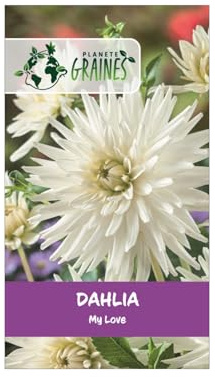 5 Bulbe de Dahlia My Love - Fleurs Géantes Blanc Pur aux Pétales Effilés - Variété Élégante pour Massifs Lumineux et Bouquets de Prestige