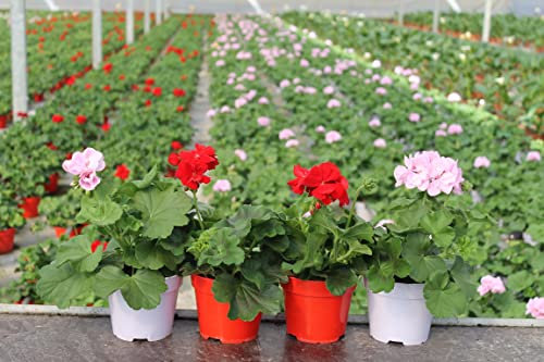 Flores de Geranio de Colores Pack de 4 Plantas para Balcón, Terraza o Jardín Plantas Naturales