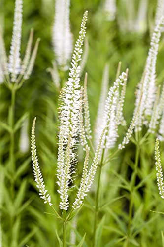 Veronicastrum virginicum 'Album' 11x11 cm Topf – Winterhart, Mehrjährig, Pflegeleicht – Kandelaber-Ehrenpreis – Staude für Beet & Rabatte