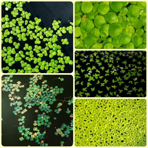 Semillas de lenteja de agua, regalos inusuales Lemna menor - para acuarios exóticas semillas para acuáticas acuario de lenteja de agua 400pcs