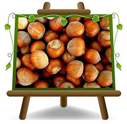 EURO PLANTS VIVAI Nocciolo Tonda Gentile Romana - Pianta da Frutto su Vaso: ø 26 cm. - *Altezza: 180~200 cm. - Età 4 Anni