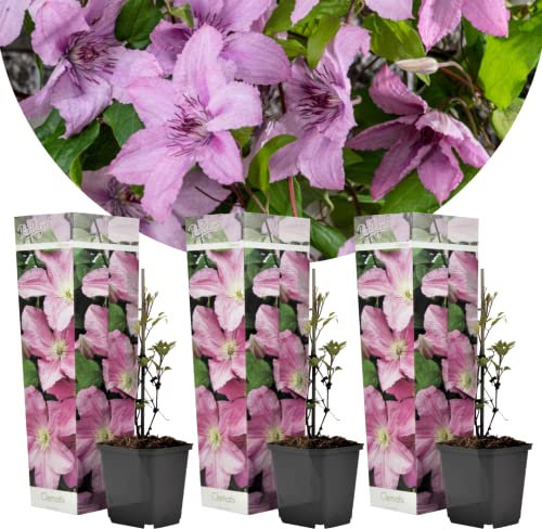 Plant in a Box - Clematis 'Hagley Hybrid' - Set di 3 - Pianta rampicante con fiori rosa brillante - Pianta da giardino Resistente e facile da curare - Vaso 9cm - Altezza 25-40cm