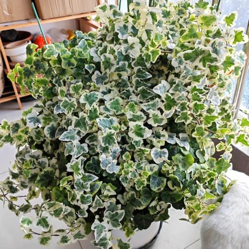 semillas de hiedra - interior exóticas jardín de rocas 250pcs