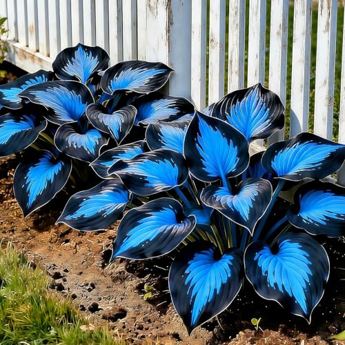 Hosta Rari - Facile Da Mantenere, Crescita Rapida per un Bellissimo Giardino-4bulbi-b