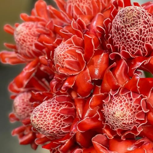 Semi di Etlingera elatior, cannello, giardino roccioso sono resistenti balcone con letto rialzato per luoghi soleggiati esotici Le perenni sono 50pcs
