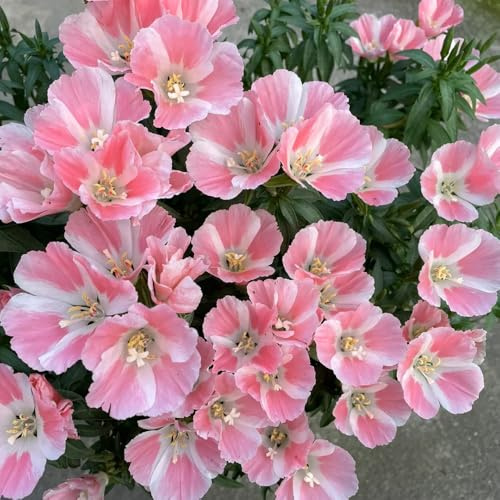 semillas de azalea de verano resistentes al aire libre azalea verano resistentes para el jardín, sombra al aire libre cortadas raras, 60pcs