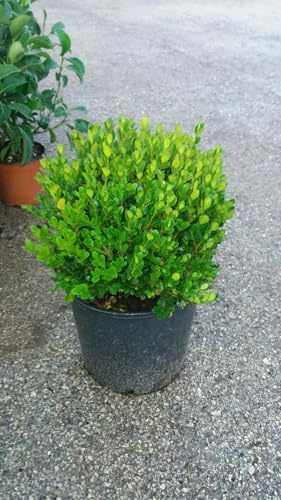 PIANTA DI BUXUS BOSSO FAULKNER A PALLA vaso cm 24 (foto reale) siepe