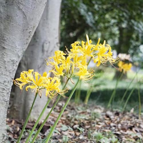 Lirio araña - Lycoris radiata de balcón jardín decoración balcón 4bulbos