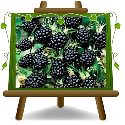 EURO PLANTS VIVAI More Rifiorente Reuben - Pianta da Frutto Antico su Vaso da 16 cm. - *Altezza 120 cm. - 2 Anni