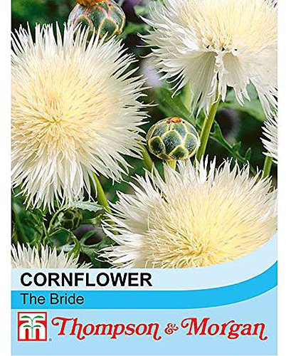 Cornflower Seeds 'The Bride' Amberboa moschata Hardy Annual Spring Summer Flowering Garden Plants Fragrant Blooms Easy to Grow Your Own at Home 1 Packet of 50 Seeds by Thompson and Morgan