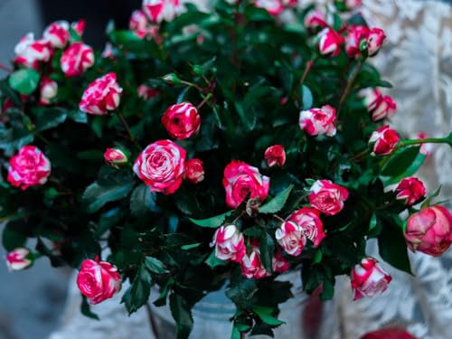 1000 Pièces,DIY Puzzle,Cadeau,Amuesment,Puzzles Classiques-Roses, Fleurs, Bouquet 70x50cm