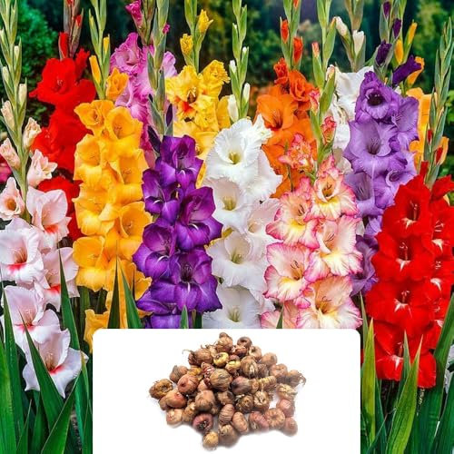 50 Gladiolus Bulbs – Vibrant Large-Flowering Mixed Colours – Long-Lasting Perennials for Stunning Summer Blooms – Perfect for UK Gardens & Climate Conditions
