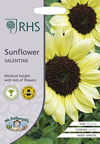 Mr Fothergill's - RHS Sunflower Valentine, Cream