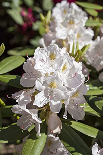 Rhododendron 'Catawbiense Album' mB 30-40cm - Winterharte Garten-Alpenrose, Weiße Blüten, Immergrün