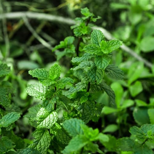 Semillas de menta verde - Las de jardín son perennes resistentes Semillas de menta orgánicas, exóticas 1000pcs