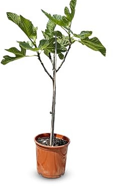 Fico mediterraneo Ficus Carica fino a 100 cm con dolci fichi verdi, ideale per terrazza e giardino