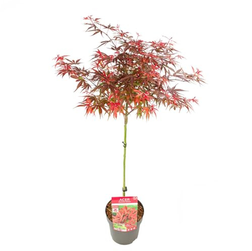 Bloomique - Acer Palmatum Shaina - Érable du Japon sur tronc - Plantes de jardin - Arbre - Rustique - Hauteur 80-90 cm - Pot 19 cm