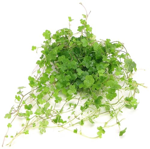 K2AQUA Hydrocotyle Tripartita sp Japan Live Aquarium Plant Delicate Creeping Growth Coin Shaped Leaves Foreground Midground Carpeting Easy Care Low Light for Freshwater Tropical Tank