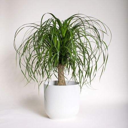 New Fresh 50pcs Ponytail Palm Plant Seeds