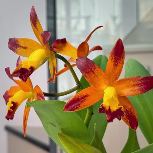 semi di orchidea cattleya resistenti per il giardino orchidea cattleya da balcone perenni resistenti rare, decorazione soggiorno per luoghi 600pcs