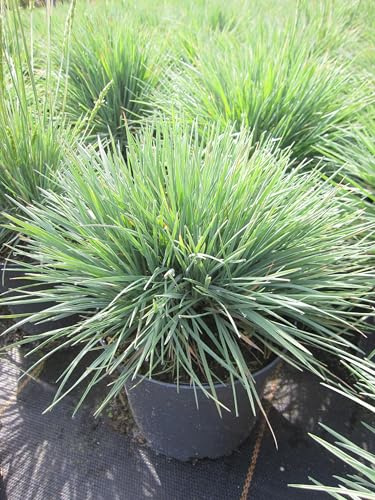 Blaues Schillergras Coolio - Koeleria glauca - Ziergras