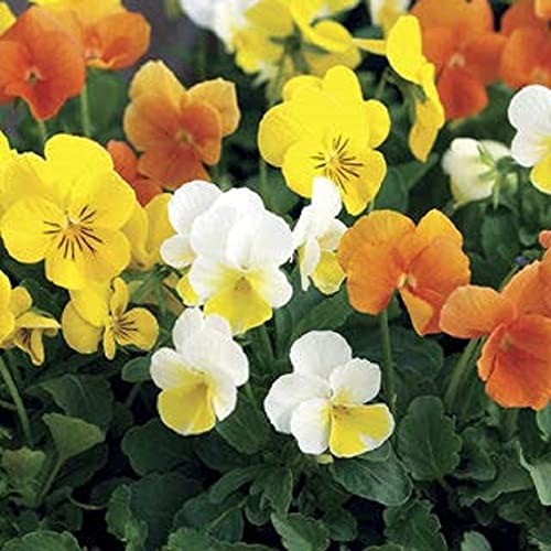 Pansy Plants, Delta 'Citrus Mix', 20 x Full Plant Pack, Winter Bedding Plants, Winter Pansies, Garden Flowers, Flowering, Garden Ready and Ready to Plant, Premium Quality Flowers