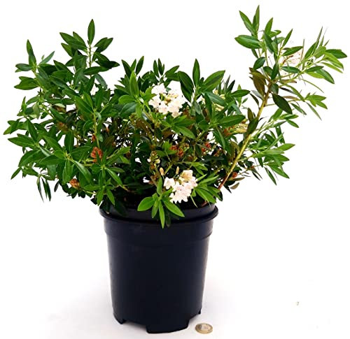 POWERS TO FLOWERS - RODODENDRO MICRANTHUM, RODODENDRO NANO, IN VASO 16CM DIAMETRO, pianta vera