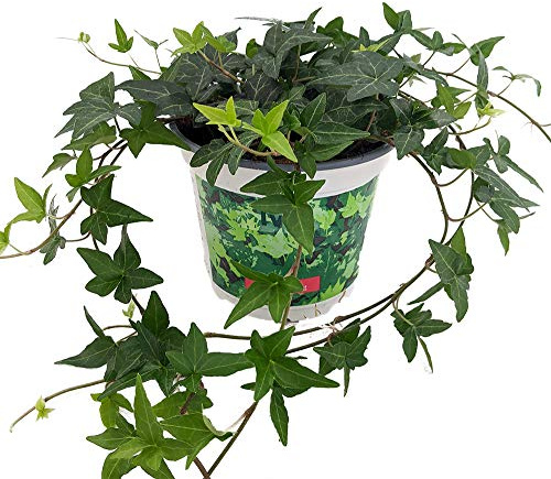 Hiedra de Hoja Pequeña PREMIUM Planta Purificadora del Aire para el Hogar