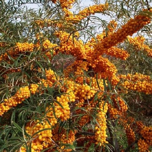 3 x Argousier - Hippophae Rhamnoides 60-80 cm en conteneur - Plante remarquable à la fois pour son utilité nutritionnell