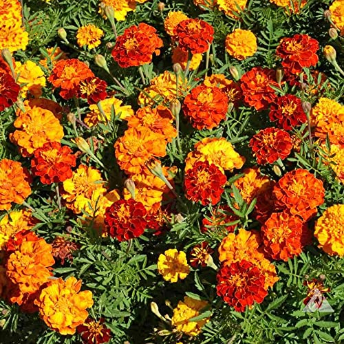 Marigold French Mixed Seeds – Half Hardy Annual – Brings Colour to Your Garden – for Borders, Containers & Hanging Baskets - for Your Beautiful Garden