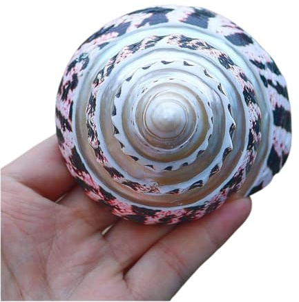 Coquille de mer naturelle. Coquillages de mer naturels énormes, grande coquille de conque naturelle 1 pièce 10-11 cm grande conque de coquillage de mer naturelle rare parfaite for les ornements de mai
