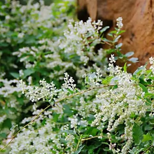 Knöterich, seltene schnell wachsende sträucher kräutersamen alte sorten kräutergarten geschenk kletterpflanzen winterhart balkon 60Samen