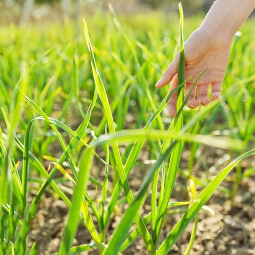Allium tuberosum - cipollina semi Letti elevati giardino balcone letti elevati 800pcs