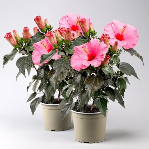 Hibiskus HibisQs® 'Juno Pink' dunkelpink, Topf-Ø 13 cm, 2 Pflanzen