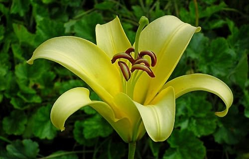 Lilienzwiebeln, Blumenzwiebeln, Winterhart MehrjäHrig,Blumenzwiebeln, Riesenlilien Baumlilien Winterhart MehrjäHrig,Temperament,Frische Luft,Gartenpflanzen-8zwiebeln-F