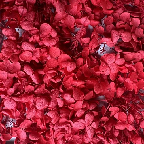 Preserved Dried Hydrangea - 10g of Hydrangea Flower Petals, UK Florist, for Wedding Decor, DIY, Handmade, Party Office Home Decor (Red)