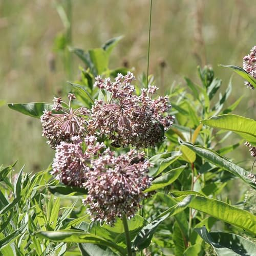 asclepias - de primavera decoraciones otoño silvestres natural 100semillas