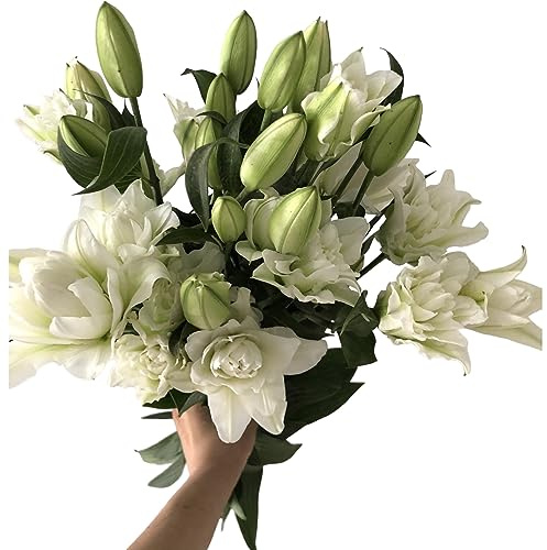 5 stems fresh-cut multi-petal lilies Scented for a long time and good for hydroponic flower arrangements Shipped in fresh bud condition Gifts sympathy, friendship and love