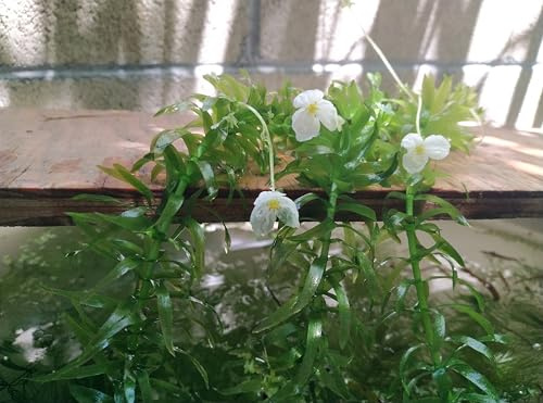4 Bunches of Anacharis Elodea Densa Live Aquarium Plants - Elegant White Flowers - Submerged Water Plants for Fish Ponds