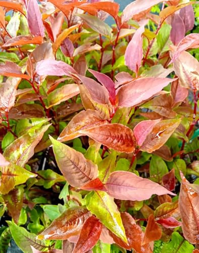 3 Stck. Knöterich Persicaria microcephal Dragon's Eye im 1 Liter Topf
