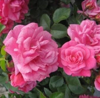 Bodendeckerrose Palmengarten Frankfurt ® - tiefrosa - Kordes Rosen - ADR Rosen