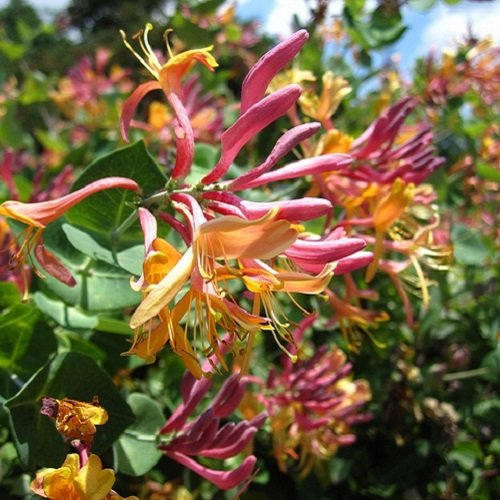 3 x Caprifoglio American Beauty - Acquista 3 / Paga 2 | Piante Rampicanti (3 Vasi da 1,5 Litri - Pianta Adulta - Resistenza al Freddo: Ottima) - Muri, Pergola, Balconi e Terrazze | ClematisOnline