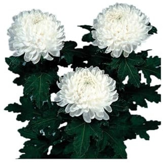 JARDIN202 - Crisantemo Uniflor | Flor Natural | Ramo de 10 tallos | Perfecta para el día de los santos | Rebonnet Blanco