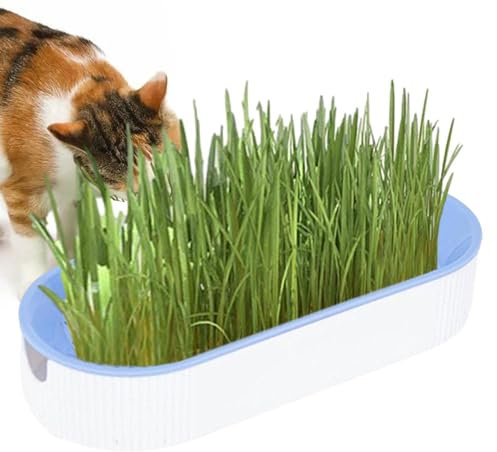 Whnbuij Katzengras Pflanzkasten - Pflanzenzuchtset Hydroponisches Katzengras | Erde - Katzensnacks für Verdauung Tiernahrung Kauen Pflanze Anzuchtset Katzengras für Indoor Kinderzimmer Balkon Terrasse