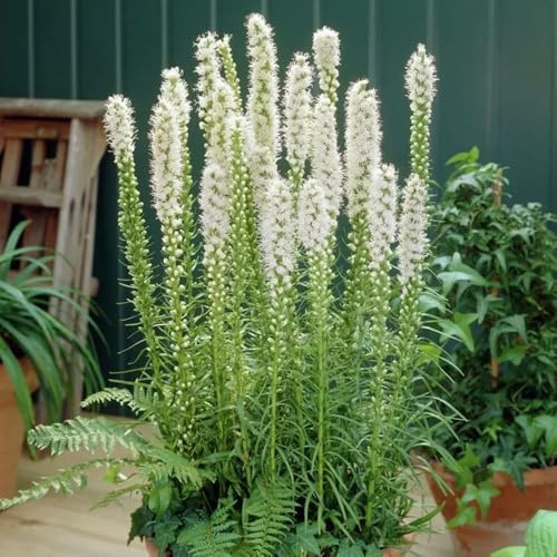 semi di speronella rare, decorazione soggiorno da balcone, resistenti da giardino, appartamento, 100pcs