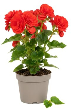 Begonia Rieger Roja Planta Natural Begonia Hiemalis en Maceta de 14 cm – DECOALIVE