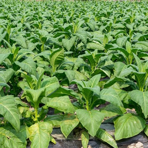 semi di tabacco tappezzante resistente raro resistenti, adatte al pieno sole varietà antiche biologiche d'appartamento esotiche Aiuole rialzate 300pcs