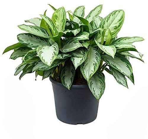 POWERS TO FLOWERS - AGLAONEMA SILVER BAY ESEMPLARE XXL, pianta vera