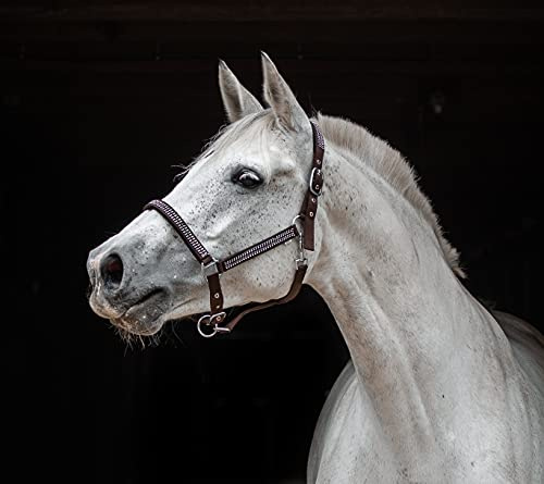Halfter Glitzer Art Strass Braun Hilly Nylonhalfter Pony VB WB X Full Tysons Glitzerhalfter (X Full)