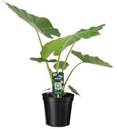 Alocasia Macrorrhiza - Pianta d'appartamento, Ø 19 cm, 70 cm